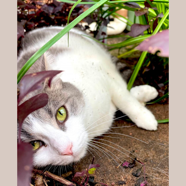 Photo of Jasmine