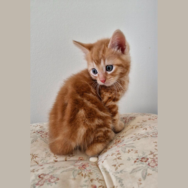 Photo of C1297 Hercules