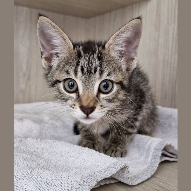 Photo of C1298 Shadow