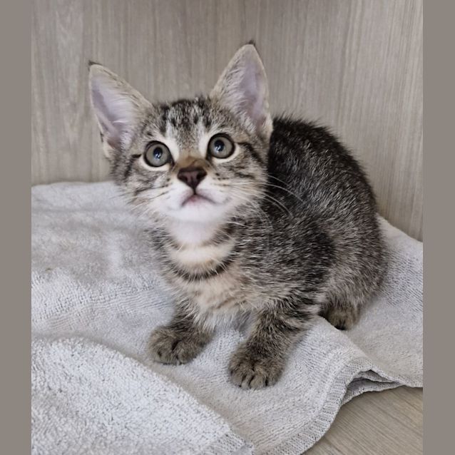 Photo of C1298 Shadow