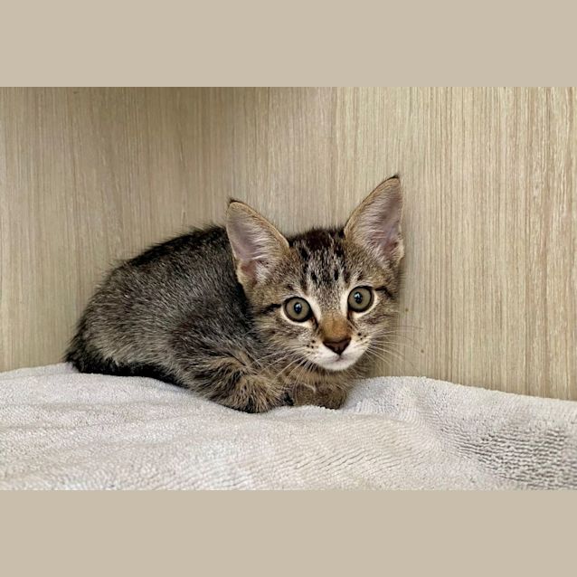 Photo of C1298 Shadow