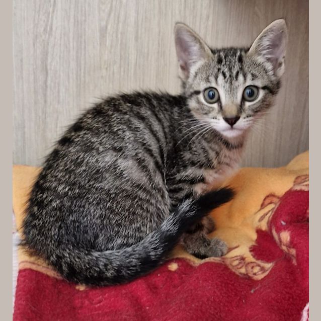 Photo of C1299 Stormy