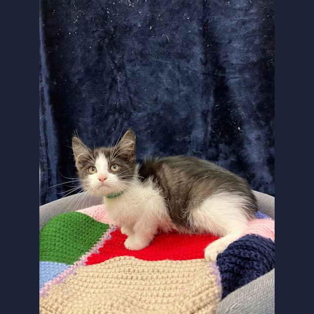 Photo of Bandit