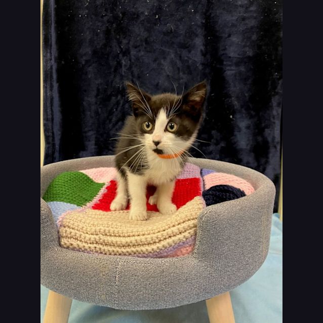 Photo of Blossom