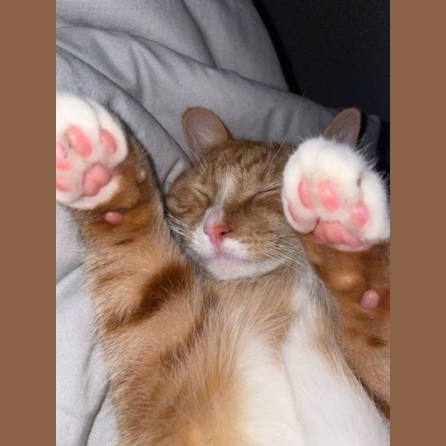 Photo of Simba