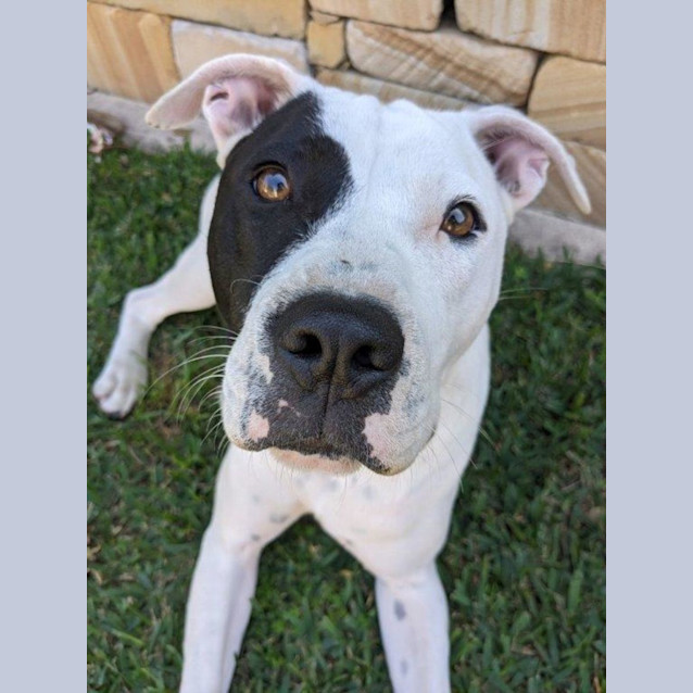 Photo of Lila   1 Year Old Shar Pei X Staffy (Trial)
