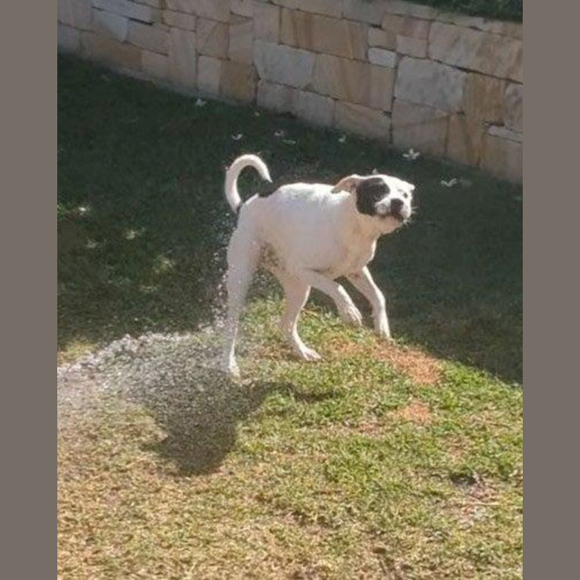 Photo of Lila   1 Year Old Shar Pei X Staffy (Trial)