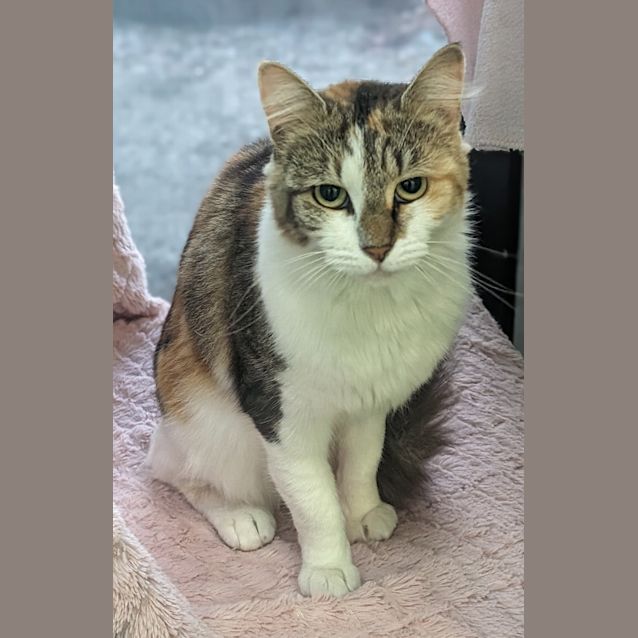 Photo of Skye