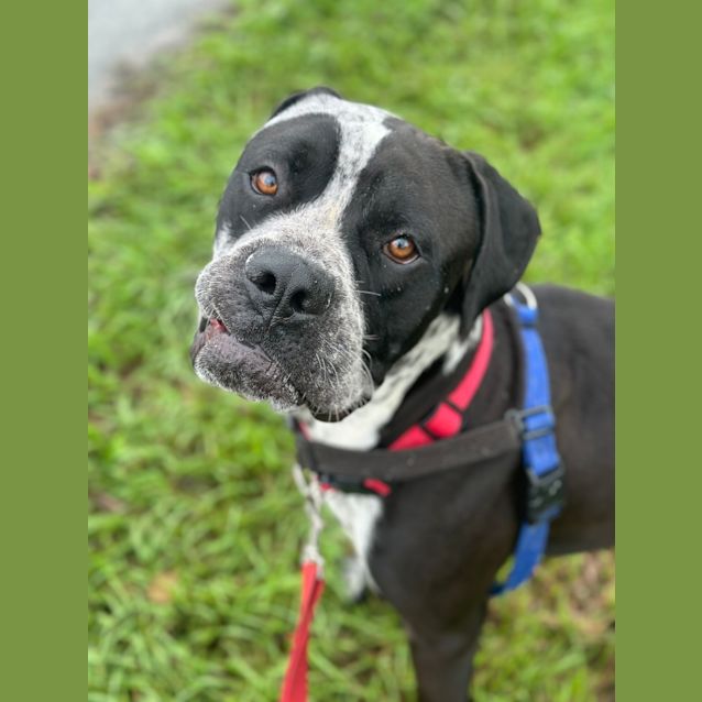 Photo of Beefy