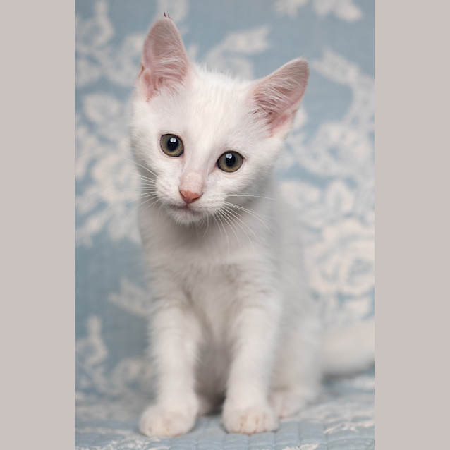Photo of Shadow
