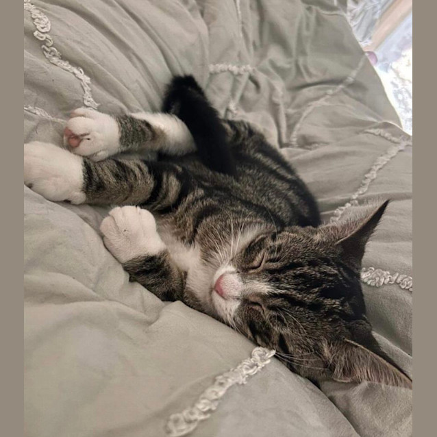 Photo of Shilo 