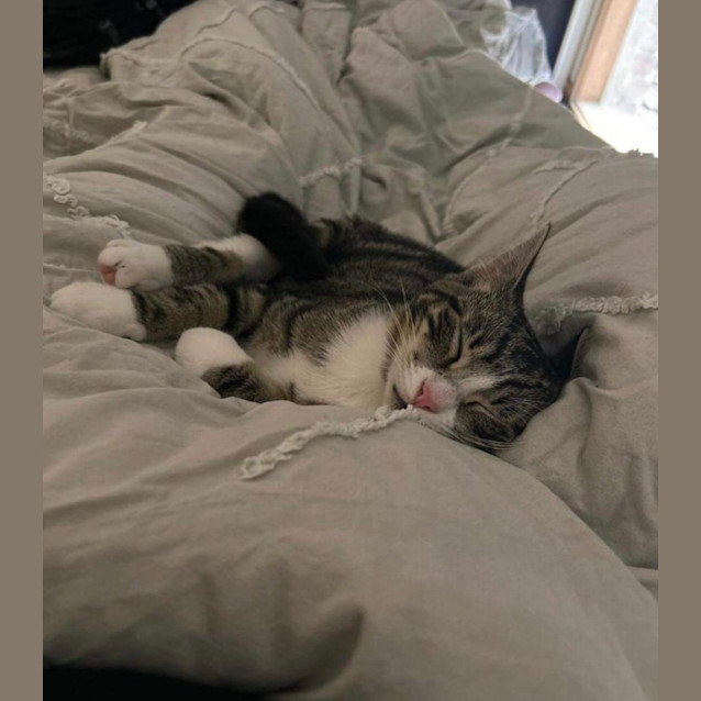 Photo of Shilo 
