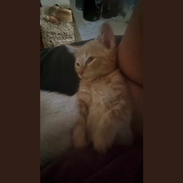 Photo of Phoenix