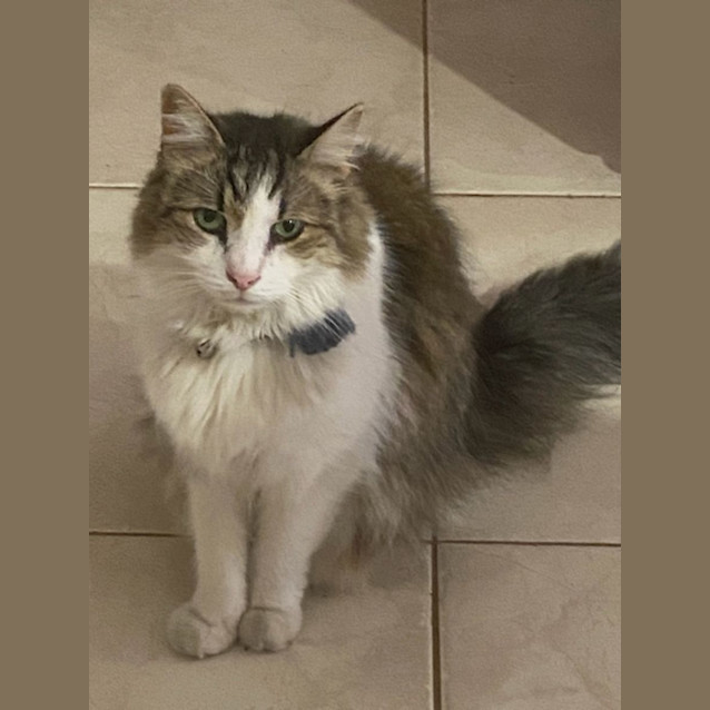 Photo of Oscar   Assisted Rehome