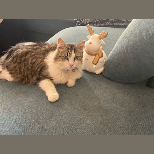 Photo of Oscar   Assisted Rehome