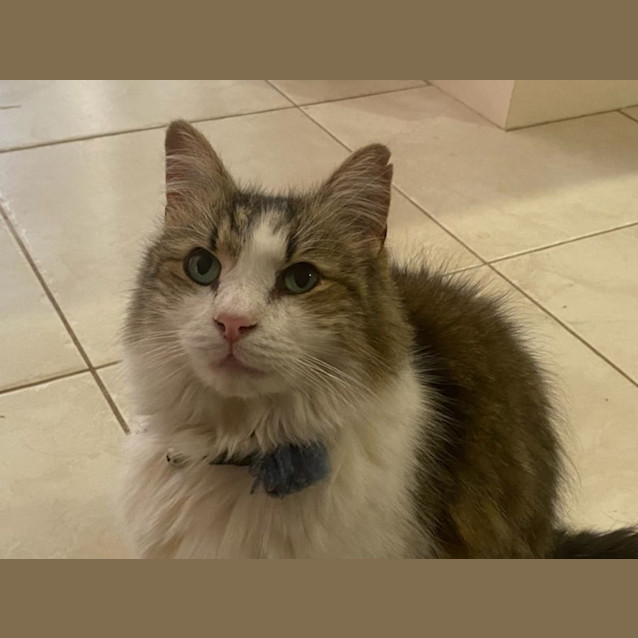 Photo of Oscar   Assisted Rehome