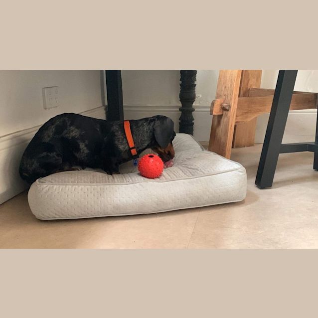 Photo of Limo   6 Year Old Miniature Dachshund (Trial)