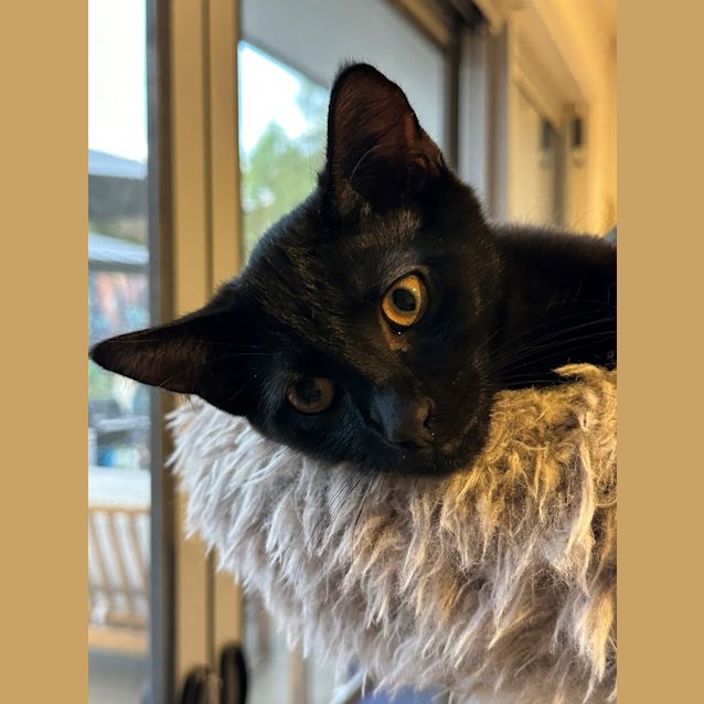 Photo of Jinx