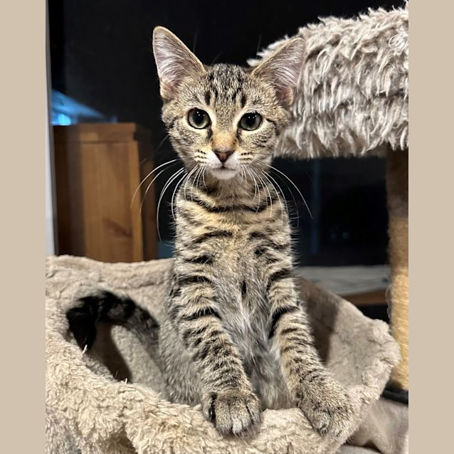 Photo of Flossy