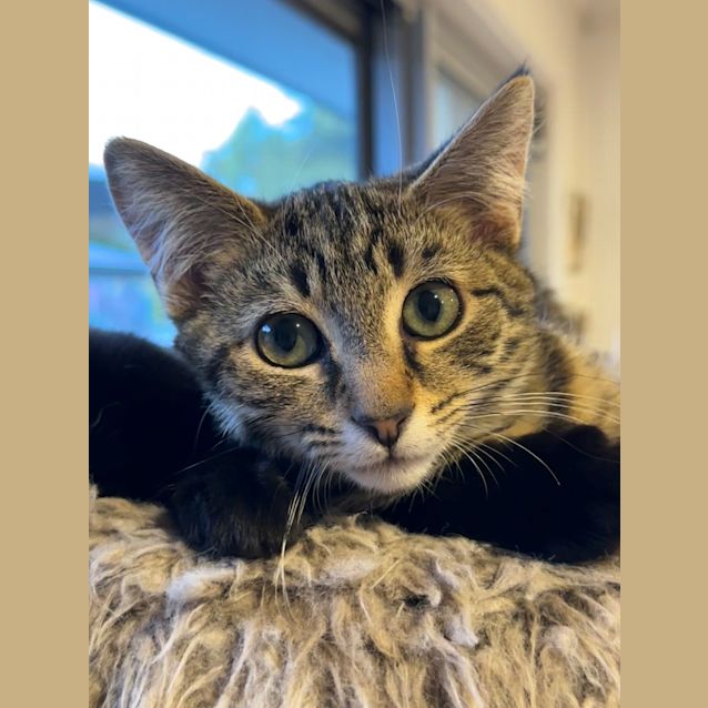 Photo of Flossy
