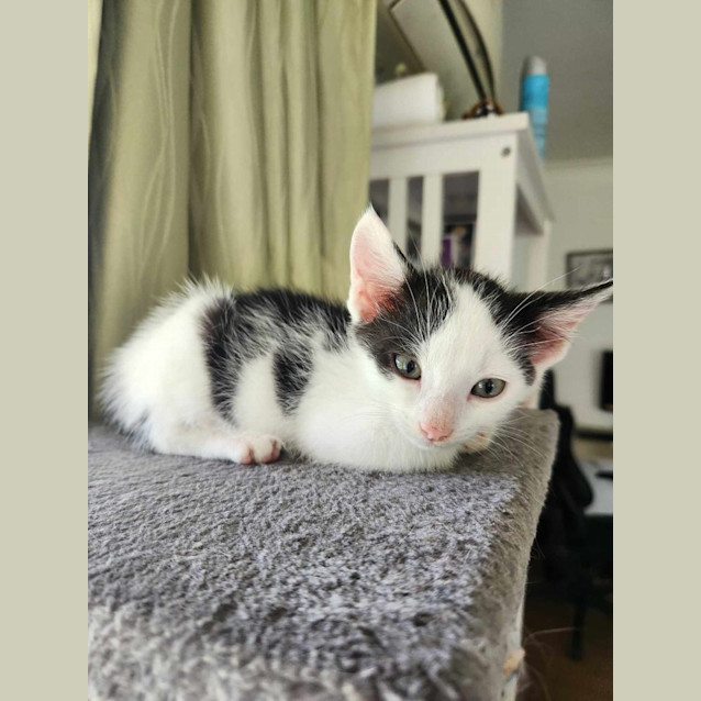 Photo of Nibbles