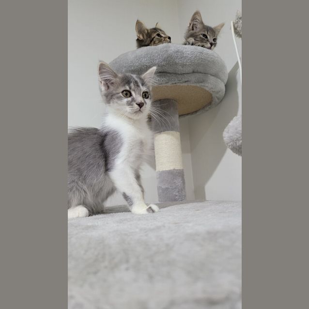 Photo of Pumpkin