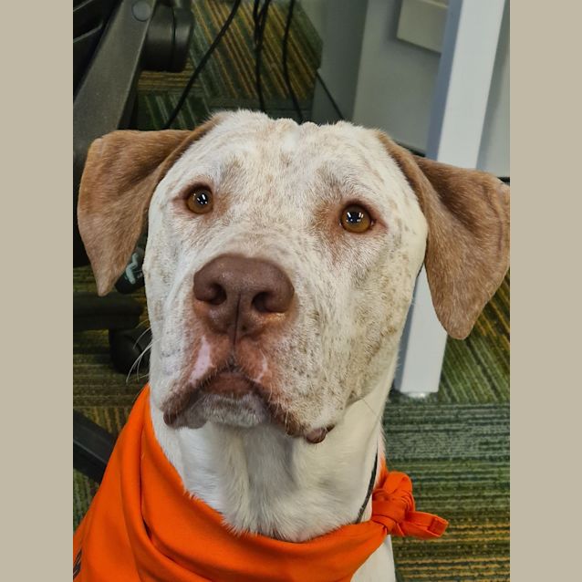 Photo of Humphrey