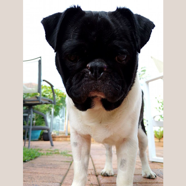 Photo of Freddie 🐼