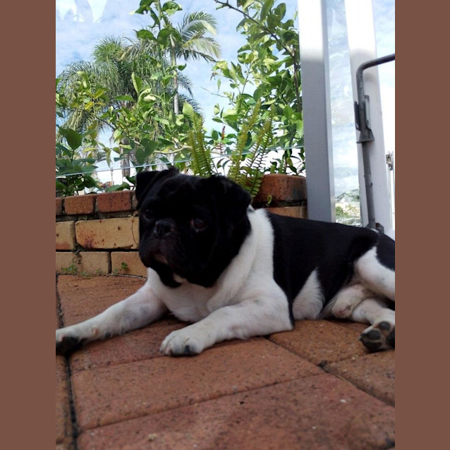 Photo of Freddie 🐼