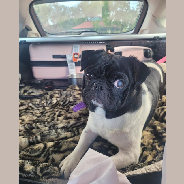 Photo of Freddie 🐼