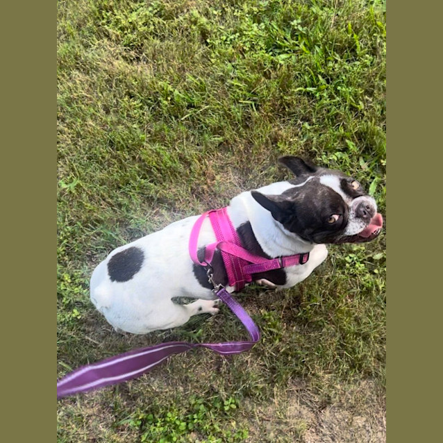 Photo of Maggie Meatball 💗