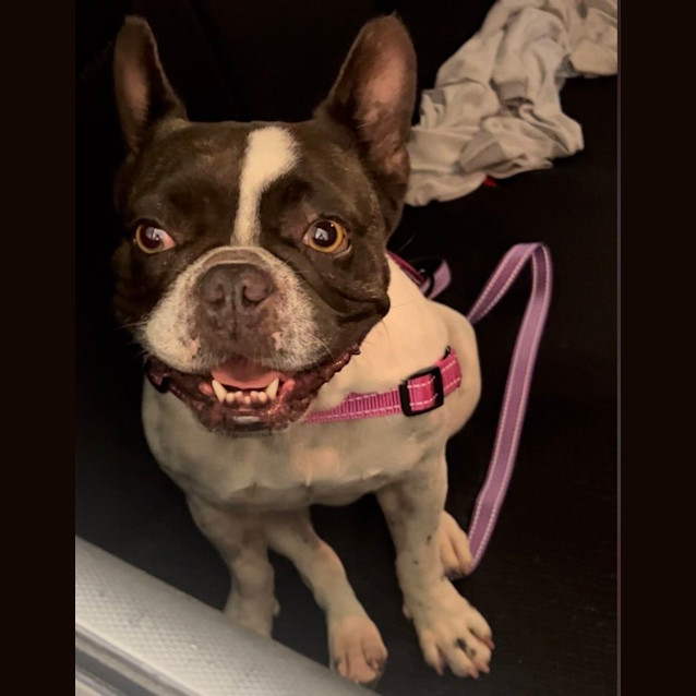 Photo of Maggie Meatball 💗