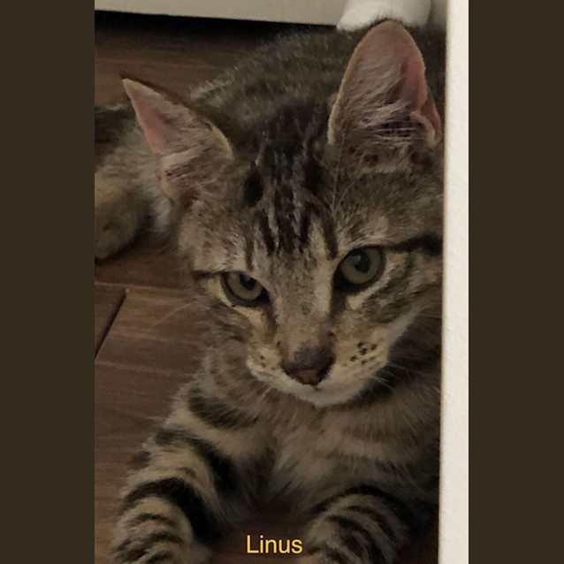 Photo of Linus