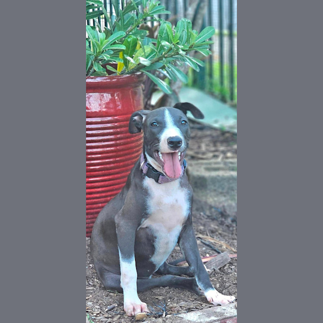 Photo of Martika