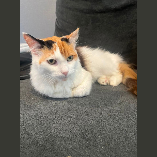 Photo of June ** 2nd Chance Cat Rescue**
