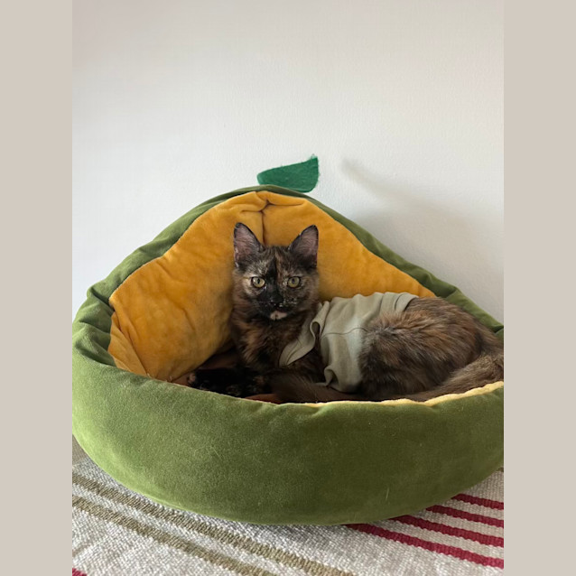 Photo of Moira