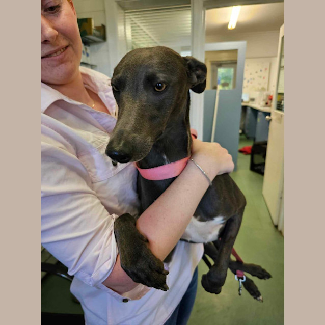 Photo of Blue And Biscuit