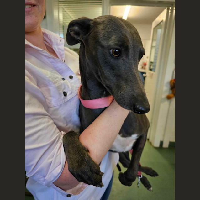 Photo of Blue And Biscuit