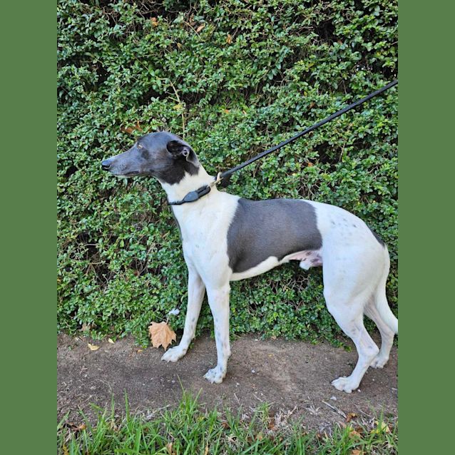 Photo of Blue And Biscuit