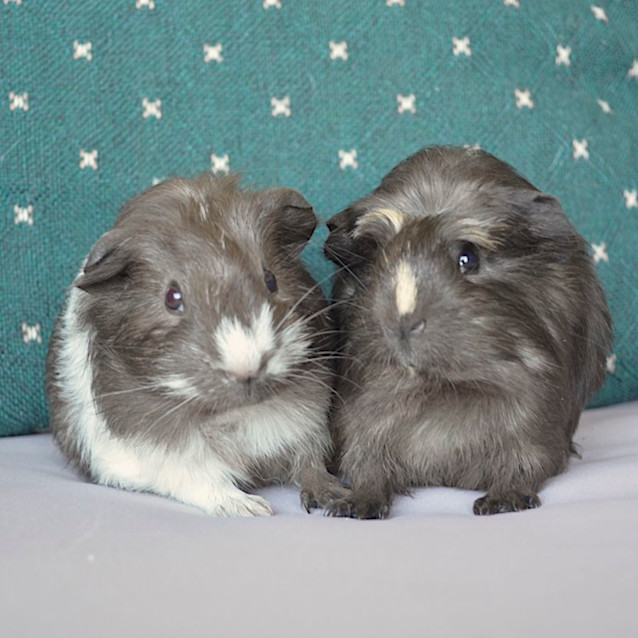 Photo of Barry And Gregory