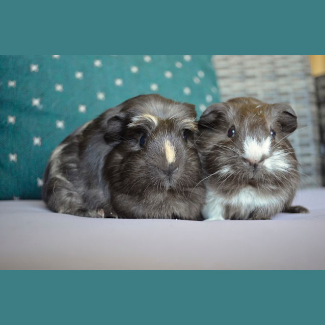 Photo of Barry And Gregory