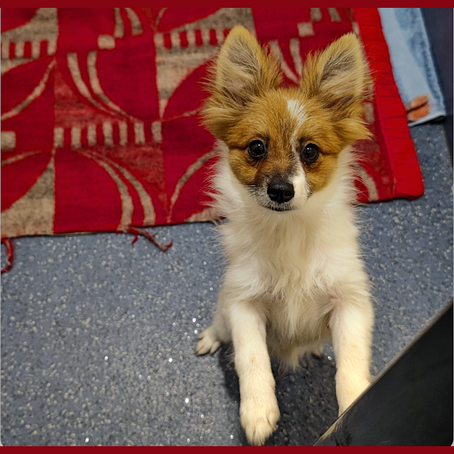 Photo of Remy