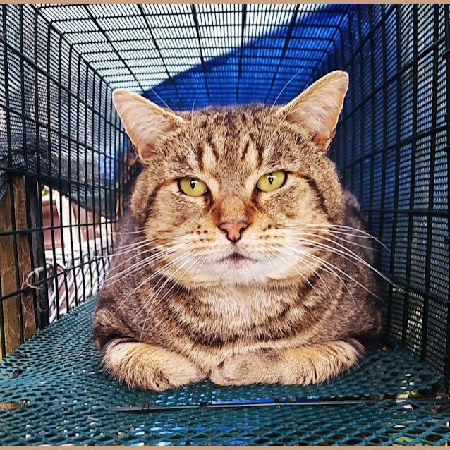 Photo of Albert & Malcolm 😻😻