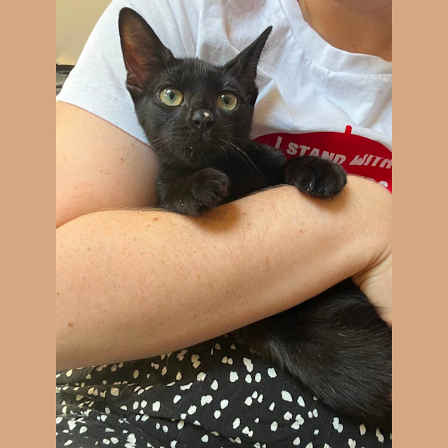 Photo of Pharaoh
