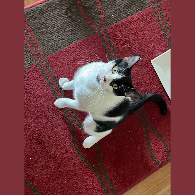 Photo of Banjo