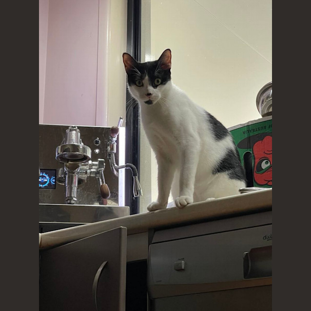 Photo of Banjo