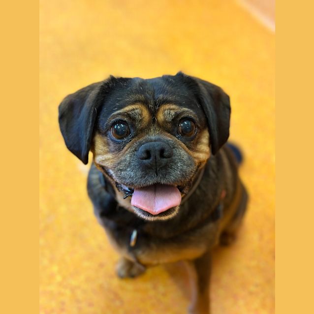 Brandy Medium Female Cavalier King Charles Spaniel x Pug Mix Dog in QLD PetRescue