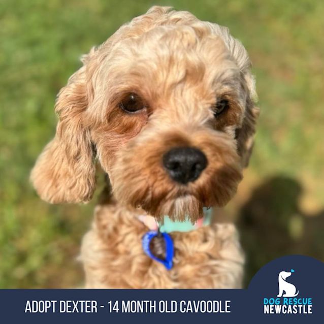 Photo of Dexter   14 Month Old Cavoodle (Trial)