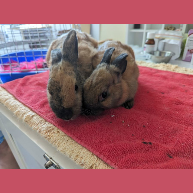 Photo of River & Wren