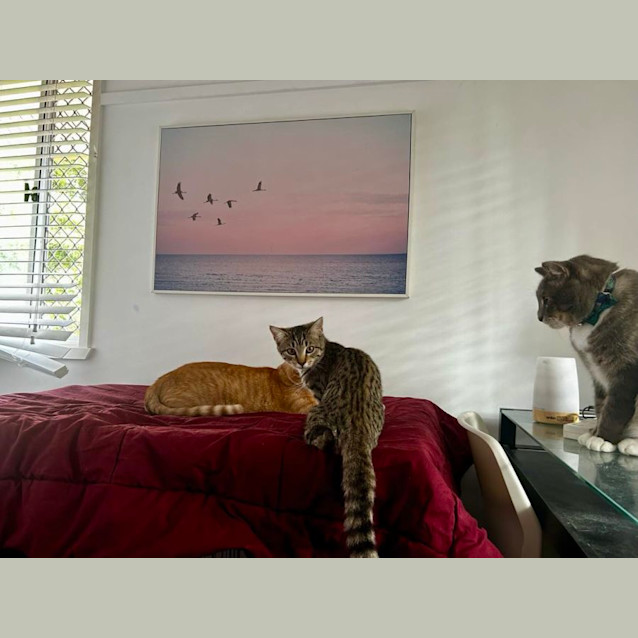 Photo of Chip